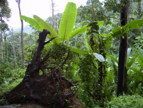 Nam Ha National Protected Area