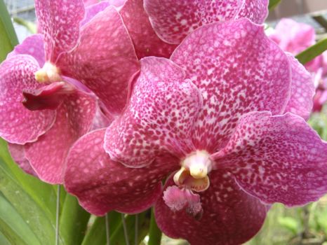 Phanom Rung en Muang Tam