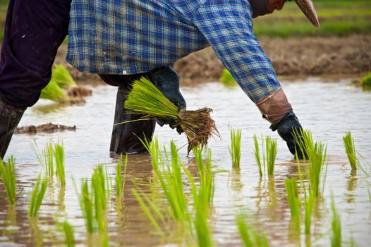 Khao Phra Wihan of Preah Vihear