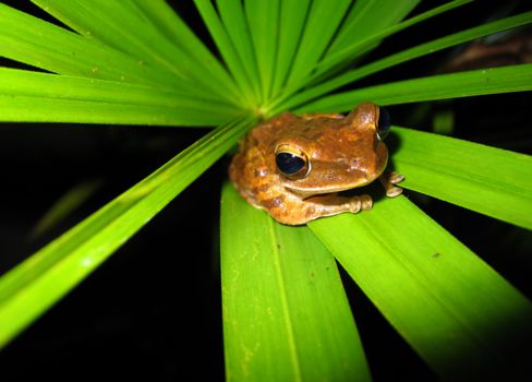 Khao Sok National Park