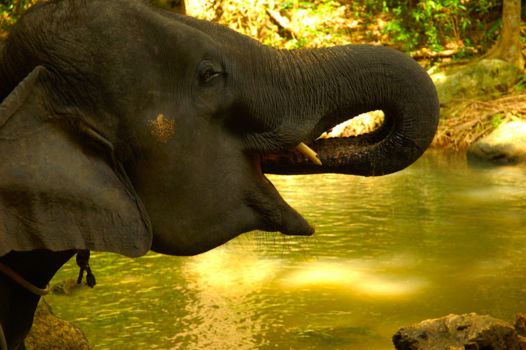 Khao Sok National Park