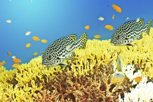 Tarutao National Marine Park