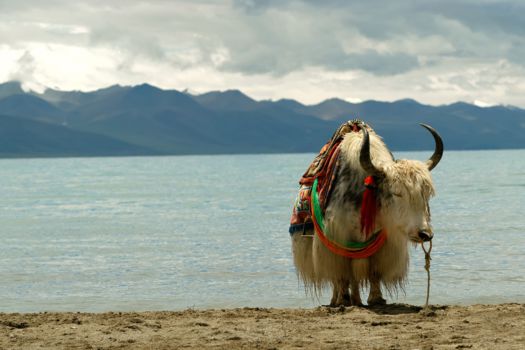 Tibet