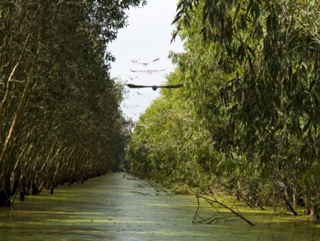 Yok Don National Park