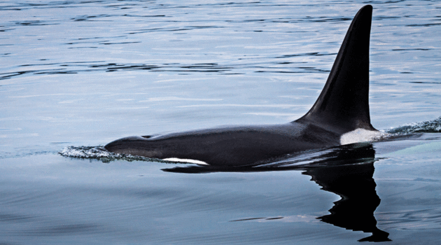 Orka's spotten