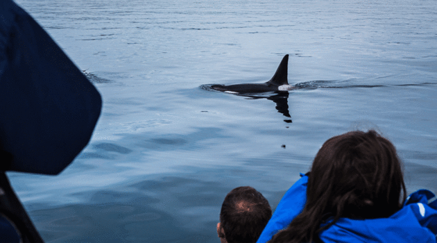 Orka's spotten