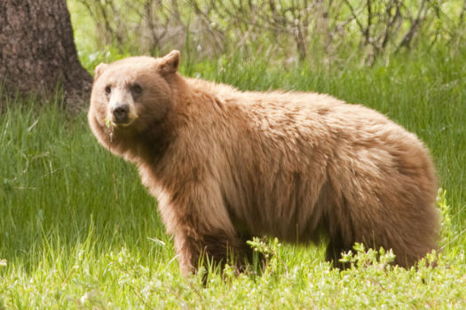 Yosemite National Park