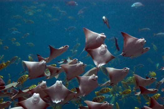 Hol Chan en Blue Hole