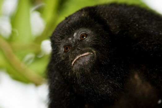 Belize