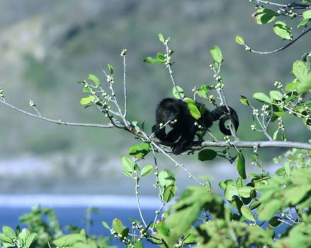 Hopkins en Sittee River