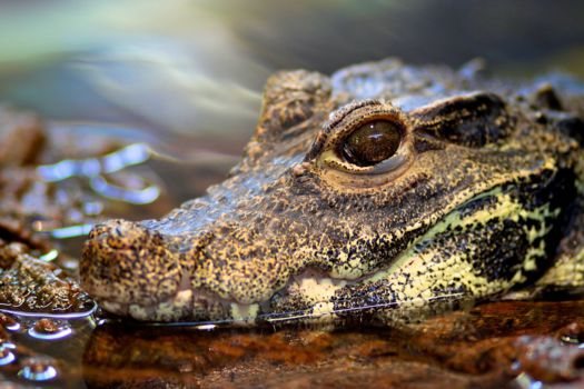 Hopkins en Sittee River
