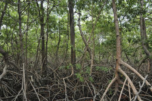 Hopkins en Sittee River