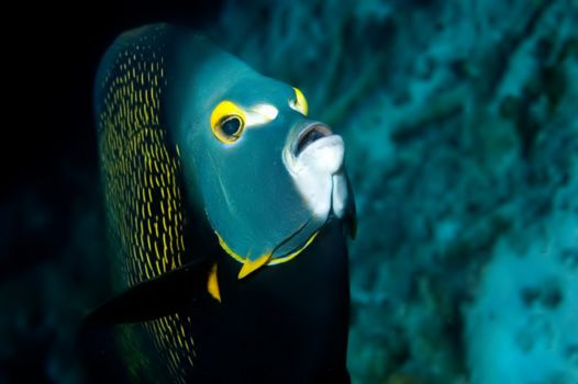 Bonaire