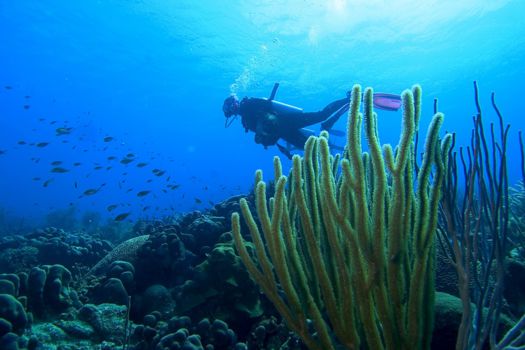Bonaire