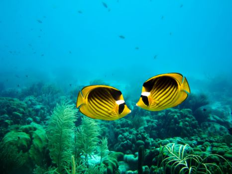 Bonaire