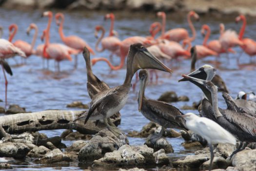 Bonaire