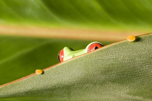 Manuel Antonio National Park