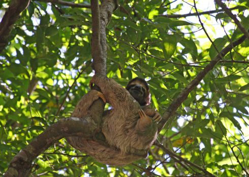 Corcovado National Park