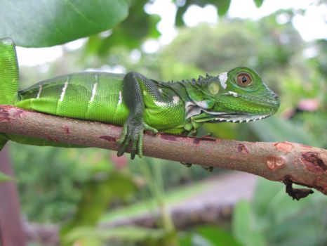 Corcovado National Park