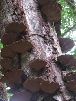Corcovado National Park
