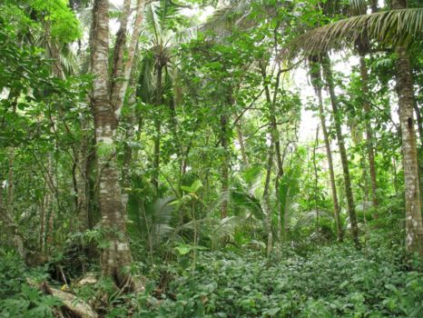 Daintree National Park