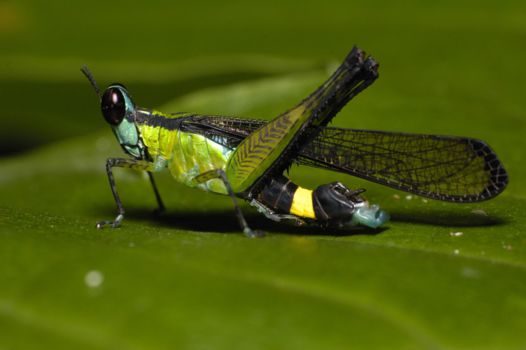 Monteverde Cloud Forest Reserve