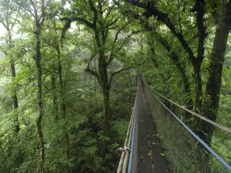 Monteverde Cloud Forest Reserve