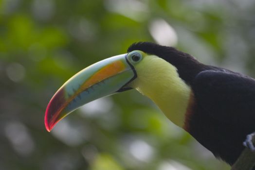 Monteverde Cloud Forest Reserve