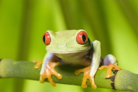 Costa Rica