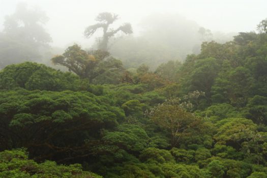 Monteverde Cloud Forest Reserve
