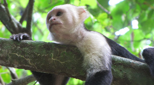 Manuel Antonio National Park