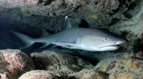 Manuel Antonio National Park