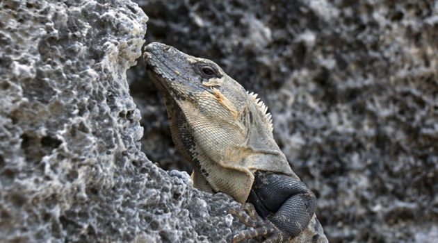 Montezuma en Mal País