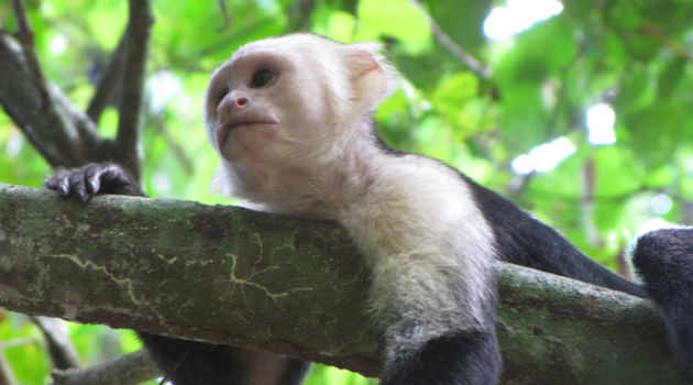 Montezuma en Mal País