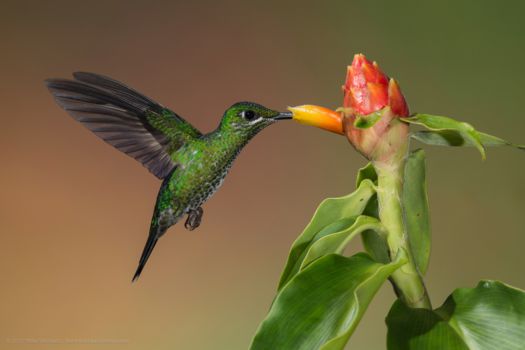 Costa Rica