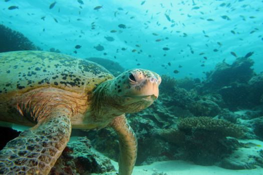 Manuel Antonio National Park