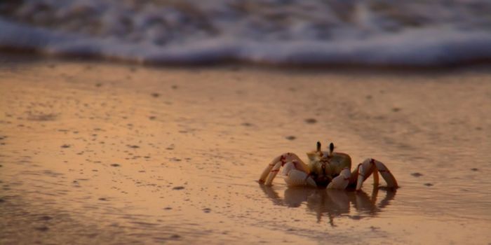 La Libertad en El Zonte