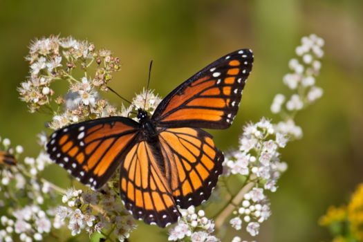 Cerro Verde National Park