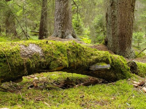 Montecristo Trifinio National Park