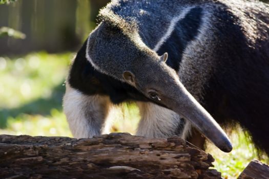 La Mosquitia: Río Plátano Biosphere Reserve