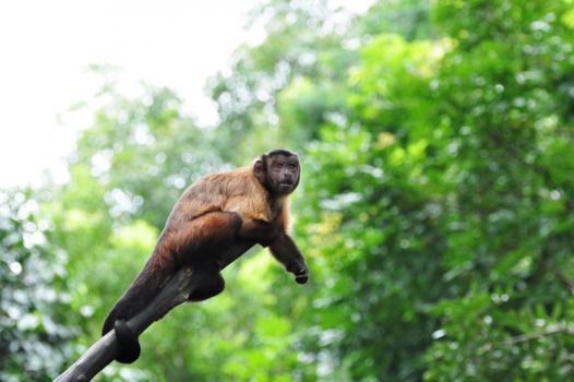 La Mosquitia: Río Plátano Biosphere Reserve