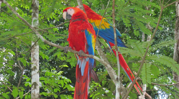La Mosquitia: Río Plátano Biosphere Reserve