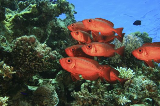 Coiba National Marine Park
