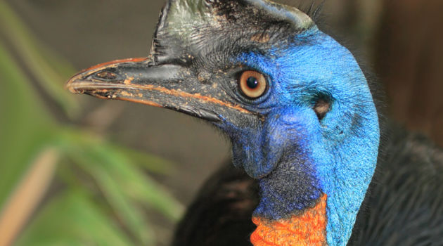 Daintree National Park