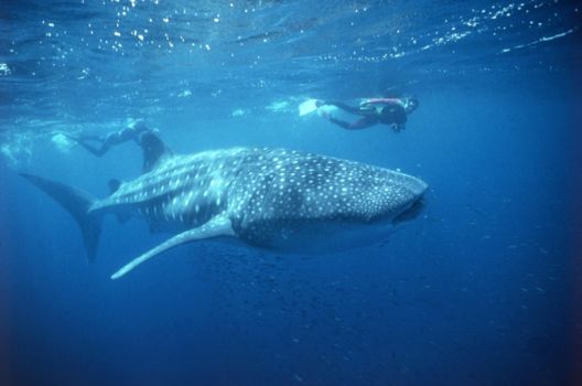 Great Barrier Reef
