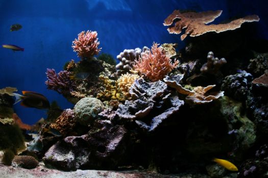 Great Barrier Reef
