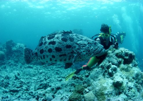 Great Barrier Reef