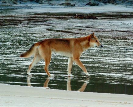 K'Gari (voorheen Fraser Island)