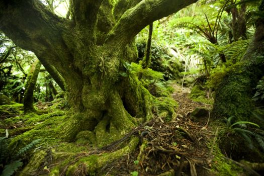 Lord Howe Island