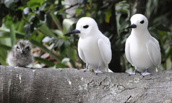 Lord Howe Island